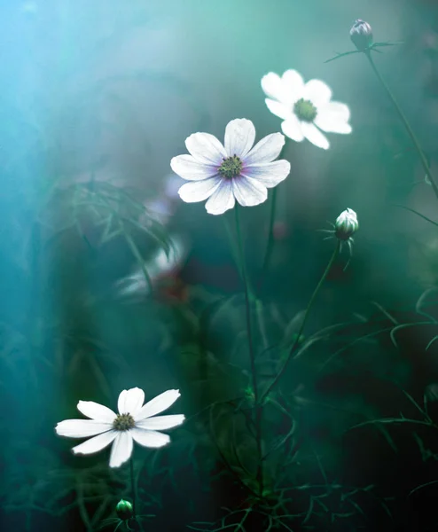 Blumengarten Mondschein Konzept Natur Und Garten — Stockfoto