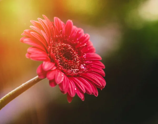 Красный Цветок Солнечный День Весенние Праздники Цветочные Фоны Стиле Концепции — стоковое фото