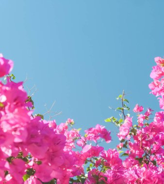 Pembe ve mavi gökyüzü güneşli - çiçek arka plan, bahar tatil ve kadın gün kavramı. Yaşam çiçek