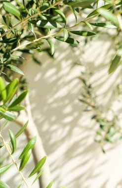 Zeytin ağacı ve güneş - Bahçe, Doğa arka plan ve çevre kavramı. Yeşil bahçe güzelliği