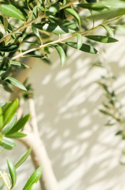 Zeytin ağacı ve güneş - Bahçe, Doğa arka plan ve çevre kavramı. Yeşil bahçe güzelliği