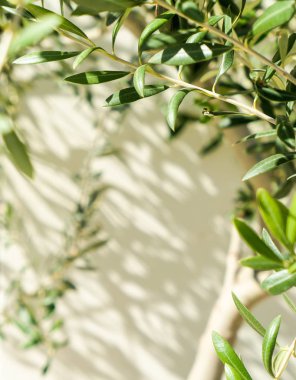 Zeytin ağacı ve güneş - Bahçe, Doğa arka plan ve çevre kavramı. Yeşil bahçe güzelliği