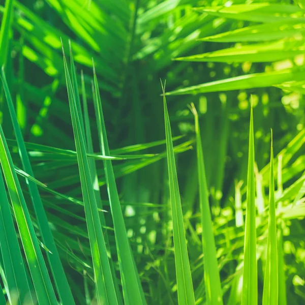 Harika Yeşil Palmiye Yaprakları Egzotik Tatil Botanik Arka Plan Yaz — Stok fotoğraf