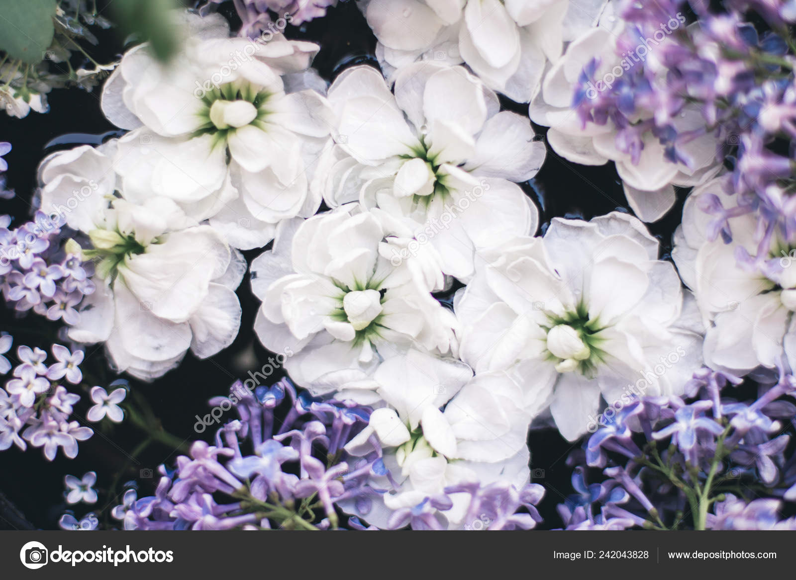 Hermosas Flores Primavera Fondos Botanicos Primavera Verano