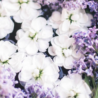 Güzel çiçekler bahar - botanik arka planlar, bahar ve yaz doğa ve rüya Bahçe konsepti içinde. Çiçek çiçek güzellik