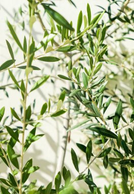 Zeytin ağacı ve güneş - Bahçe, Doğa arka plan ve çevre kavramı. Yeşil bahçe güzelliği