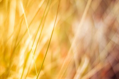 Güneşli yaz alan - güzellik doğa, yaşam tarzı, çevre kavramı dengeli. Özgürlük duygusu zevk