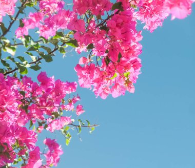 Pembe ve mavi gökyüzü güneşli - çiçek arka plan, bahar tatil ve kadın gün kavramı. Yaşam çiçek