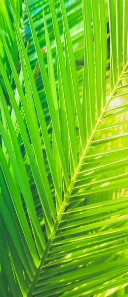 Wunderschöne Grüne Palmenblätter Exotischer Urlaub Botanischer Hintergrund Und Sommerkonzept Genießen — Stockfoto