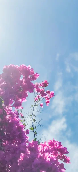 Pink flowers and blue sunny sky - floral background, spring holidays and womens day concept. Living life in bloom