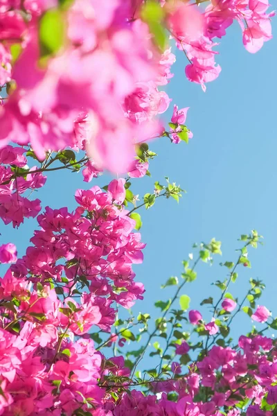 Pink flowers and blue sunny sky - floral background, spring holidays and womens day concept. Living life in bloom