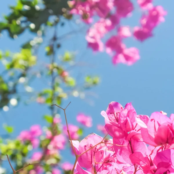 Růžové Květy Modré Slunečné Nebe Květinové Pozadí Jarní Prázdniny Dámské — Stock fotografie