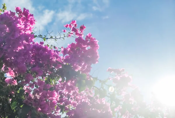 Rosa Blommor Och Blå Solig Himmel Blommig Bakgrund Vår Semester — Stockfoto