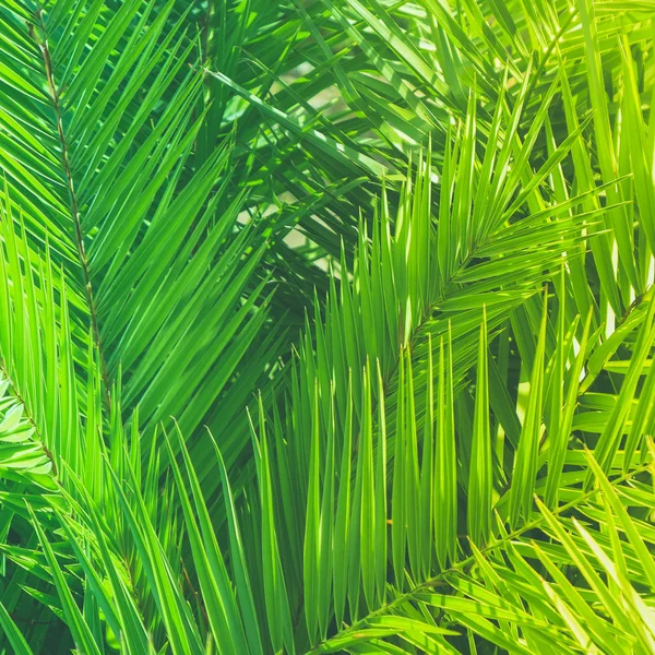 美妙的绿色棕榈叶 异国情调的假期 植物背景和夏季概念 享受热带梦想 — 图库照片