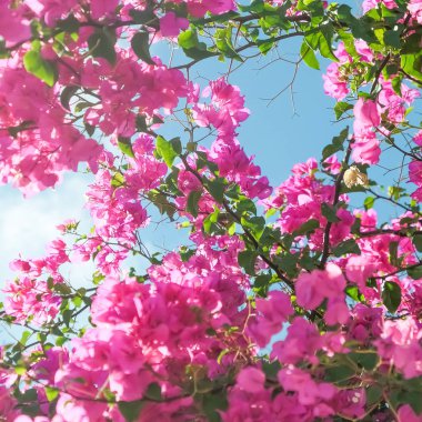 Pembe ve mavi gökyüzü güneşli - çiçek arka plan, bahar tatil ve kadın gün kavramı. Yaşam çiçek