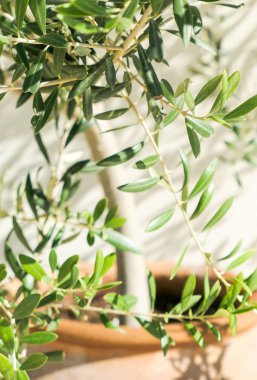 Zeytin ağacı ve güneş - Bahçe, Doğa arka plan ve çevre kavramı. Yeşil bahçe güzelliği