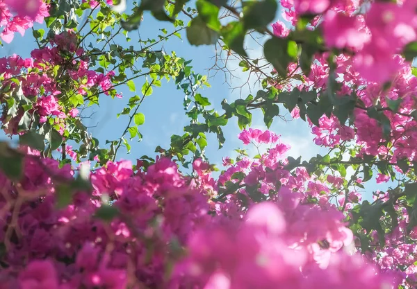 Rosa Blommor Och Blå Solig Himmel Blommig Bakgrund Vår Semester — Stockfoto