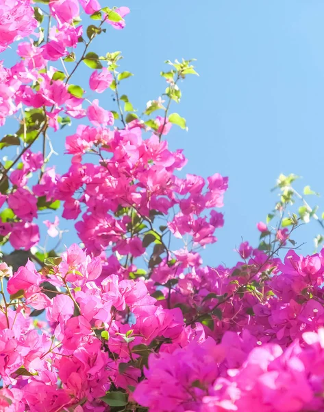 Pink flowers and blue sunny sky - floral background, spring holidays and womens day concept. Living life in bloom