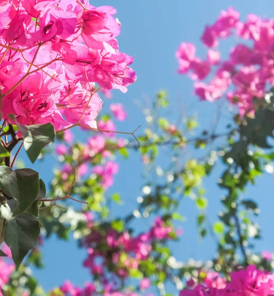 Pink flowers and blue sunny sky - floral background, spring holidays and womens day concept. Living life in bloom