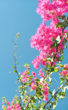 Pembe ve mavi gökyüzü güneşli - çiçek arka plan, bahar tatil ve kadın gün kavramı. Yaşam çiçek