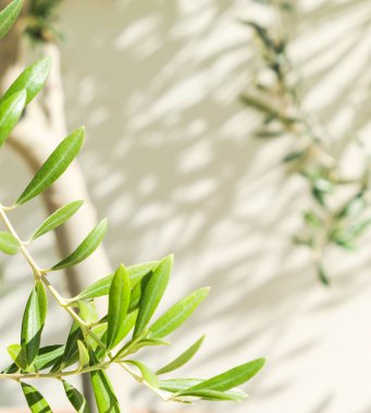 Zeytin ağacı ve güneş - Bahçe, Doğa arka plan ve çevre kavramı. Yeşil bahçe güzelliği