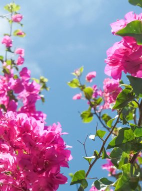 Pembe ve mavi gökyüzü güneşli - çiçek arka plan, bahar tatil ve kadın gün kavramı. Yaşam çiçek