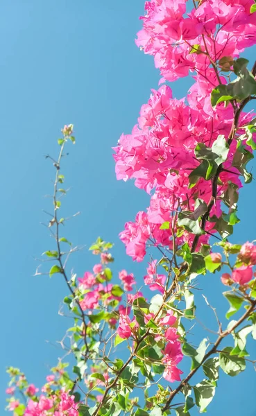 Pink flowers and blue sunny sky - floral background, spring holidays and womens day concept. Living life in bloom