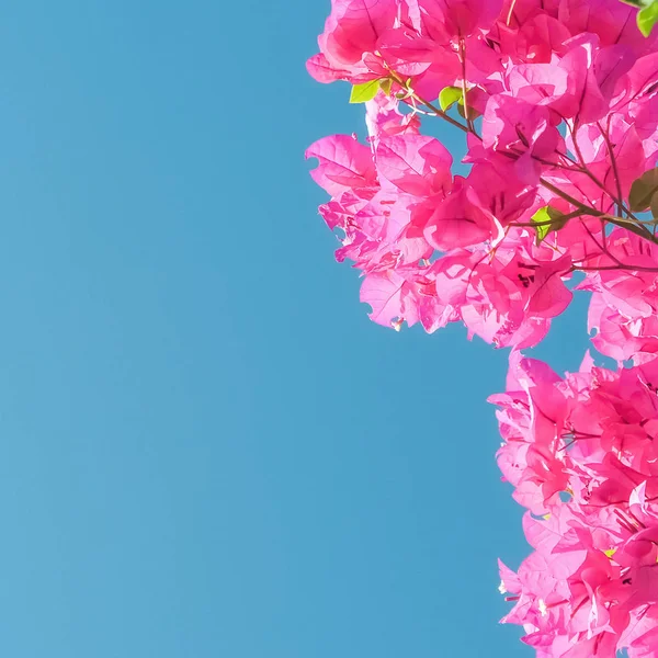 Pink flowers and blue sunny sky - floral background, spring holidays and womens day concept. Living life in bloom