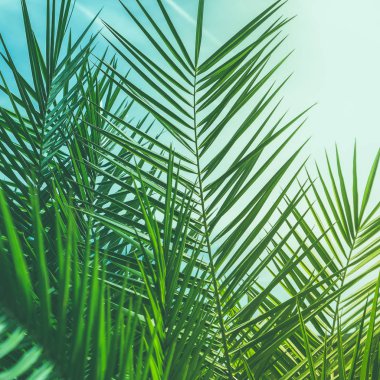 Harika yeşil palmiye yaprakları - egzotik tatil, botanik arka plan ve yaz konsepti. Tropikal bir düş