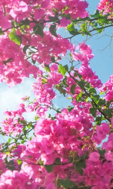 Pembe ve mavi gökyüzü güneşli - çiçek arka plan, bahar tatil ve kadın gün kavramı. Yaşam çiçek