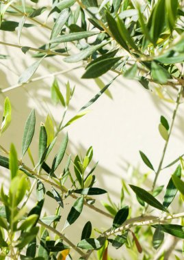 Zeytin ağacı ve güneş - Bahçe, Doğa arka plan ve çevre kavramı. Yeşil bahçe güzelliği