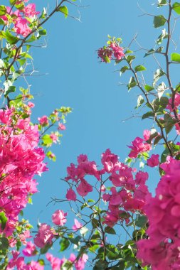 Pembe ve mavi gökyüzü güneşli - çiçek arka plan, bahar tatil ve kadın gün kavramı. Yaşam çiçek