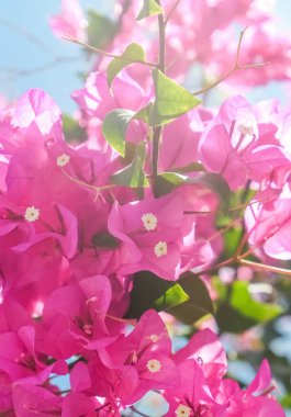 Pembe ve mavi gökyüzü güneşli - çiçek arka plan, bahar tatil ve kadın gün kavramı. Yaşam çiçek