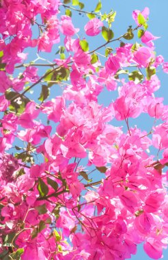 Pembe ve mavi gökyüzü güneşli - çiçek arka plan, bahar tatil ve kadın gün kavramı. Yaşam çiçek