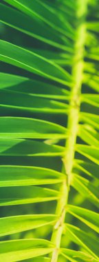 Harika yeşil palmiye yaprakları - egzotik tatil, botanik arka plan ve yaz konsepti. Tropikal bir düş