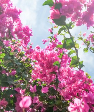 Pembe ve mavi gökyüzü güneşli - çiçek arka plan, bahar tatil ve kadın gün kavramı. Yaşam çiçek