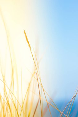 Güneşli yaz alan - güzellik doğa, yaşam tarzı, çevre kavramı dengeli. Özgürlük duygusu zevk