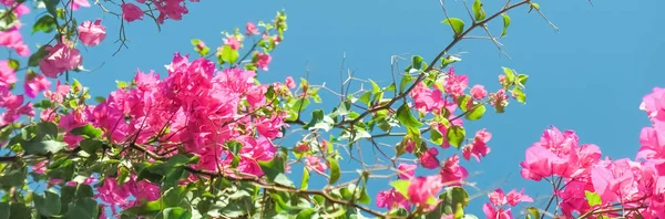 Pink flowers and blue sunny sky - floral background, spring holidays and womens day concept. Living life in bloom