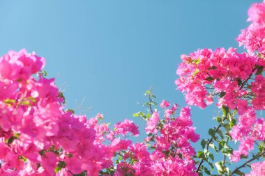 Pembe ve mavi gökyüzü güneşli - çiçek arka plan, bahar tatil ve kadın gün kavramı. Yaşam çiçek