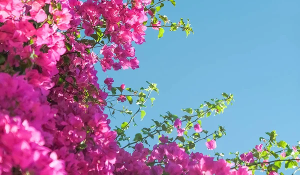 Pink flowers and blue sunny sky - floral background, spring holidays and womens day concept. Living life in bloom