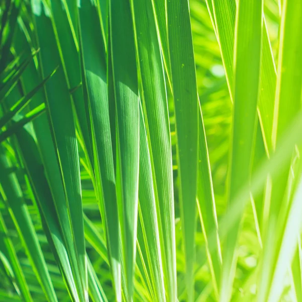 Harika Yeşil Palmiye Yaprakları Egzotik Tatil Botanik Arka Plan Yaz — Stok fotoğraf