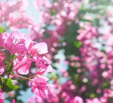 Pembe ve mavi gökyüzü güneşli - çiçek arka plan, bahar tatil ve kadın gün kavramı. Yaşam çiçek