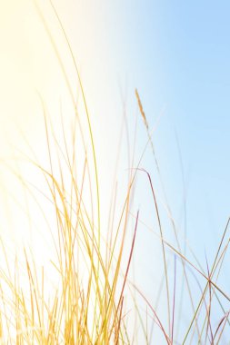 Güneşli yaz alan - güzellik doğa, yaşam tarzı, çevre kavramı dengeli. Özgürlük duygusu zevk