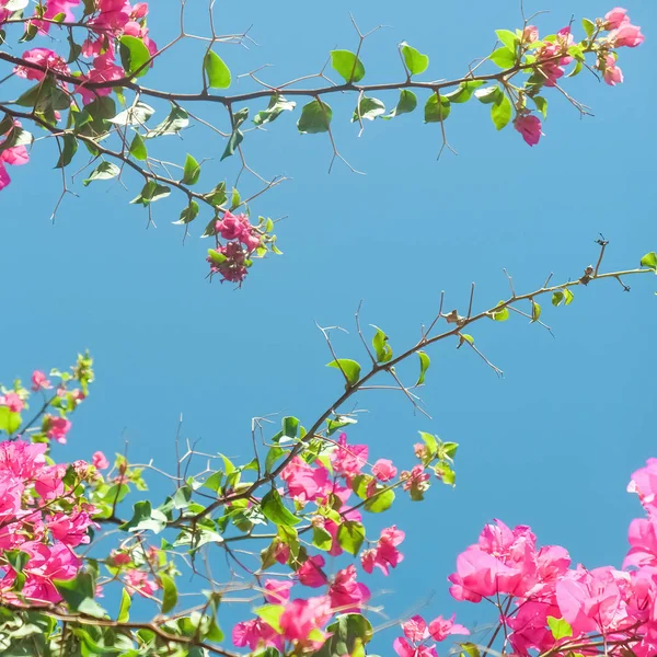 Pink flowers and blue sunny sky - floral background, spring holidays and womens day concept. Living life in bloom