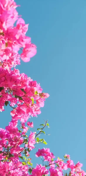 Pink flowers and blue sunny sky - floral background, spring holidays and womens day concept. Living life in bloom