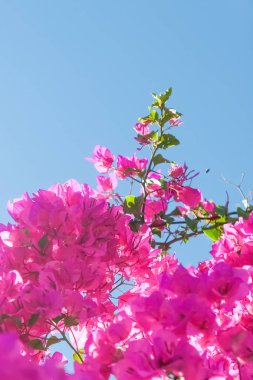 Pembe ve mavi gökyüzü güneşli - çiçek arka plan, bahar tatil ve kadın gün kavramı. Yaşam çiçek