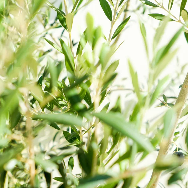Olijfboom Sunshine Tuinieren Achtergrond Van Natuur Milieu Concept Schoonheid Van — Stockfoto