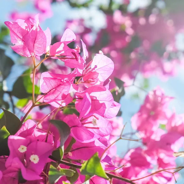 Růžové Květy Modré Slunečné Nebe Květinové Pozadí Jarní Prázdniny Dámské — Stock fotografie