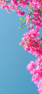 Pembe ve mavi gökyüzü güneşli - çiçek arka plan, bahar tatil ve kadın gün kavramı. Yaşam çiçek