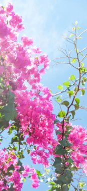 Pembe ve mavi gökyüzü güneşli - çiçek arka plan, bahar tatil ve kadın gün kavramı. Yaşam çiçek